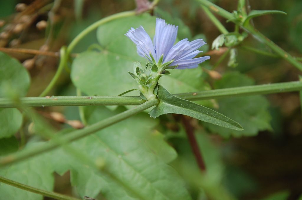 Asteracea umbra - Cichorium intybus